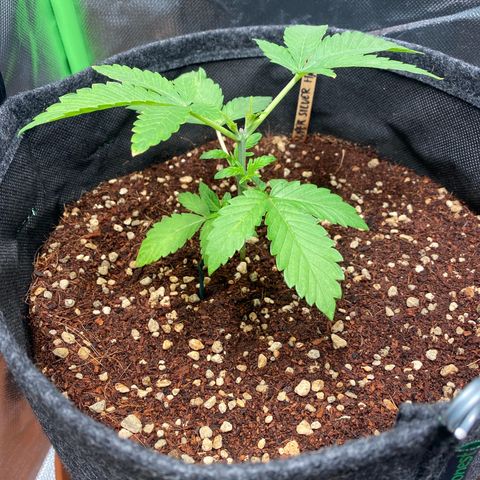 Super Silver Haze growlog timeline photo