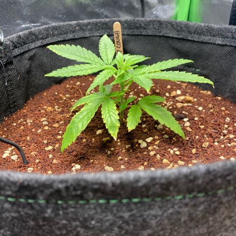 Strawberry Cough growlog timeline photo