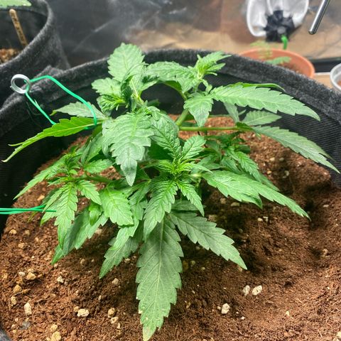 Bruce Banner #3 growlog timeline photo