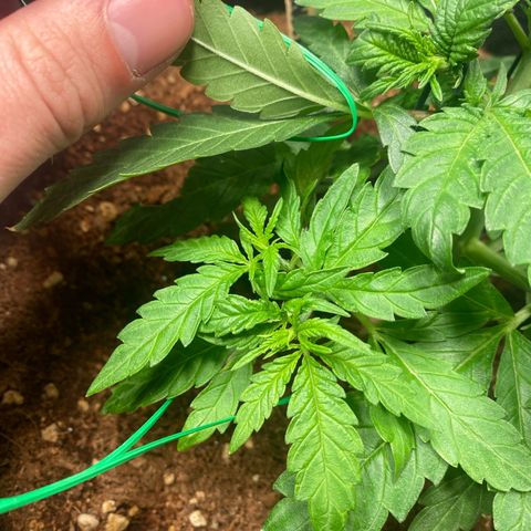 Bruce Banner #3 growlog photo: Topped itself 🥹