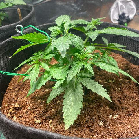 Bruce Banner #3 growlog timeline photo