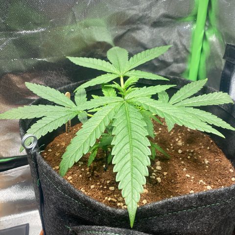 Strawberry Cough growlog timeline photo