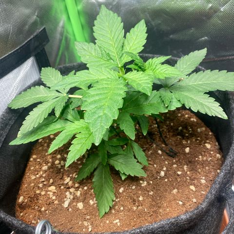 Super Silver Haze growlog timeline photo