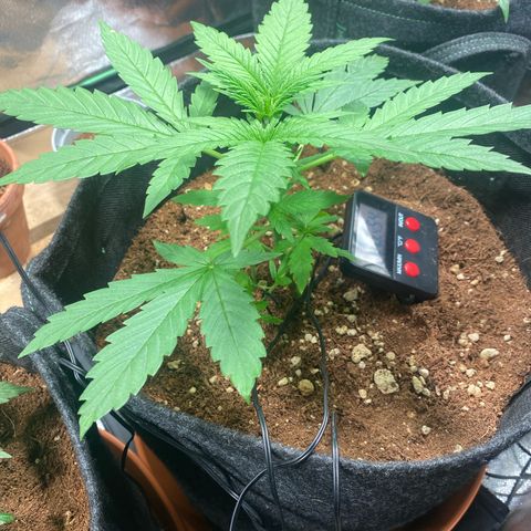 Rainbow Sherbet #11 growlog timeline photo