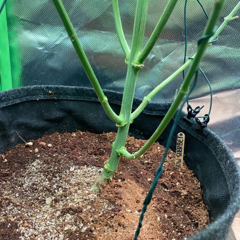 Rainbow Sherbet #11 growlog timeline photo
