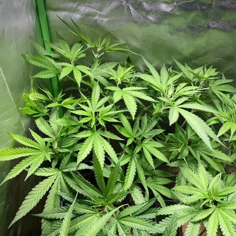 Rainbow Sherbet #11 growlog timeline photo