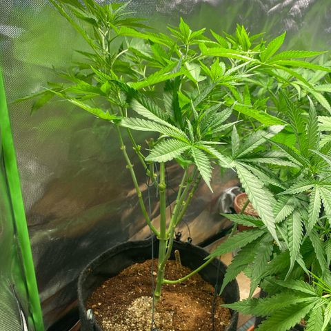 Rainbow Sherbet #11 growlog timeline photo