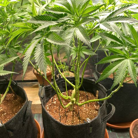 Super Silver Haze growlog timeline photo