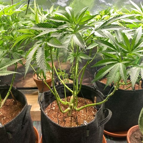 Super Silver Haze growlog timeline photo