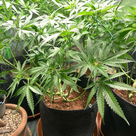 Bruce Banner #3 growlog timeline photo