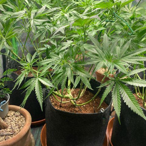 Bruce Banner #3 growlog timeline photo