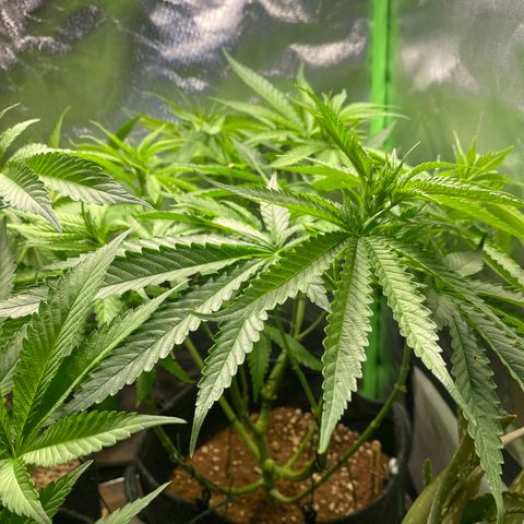 Strawberry Cough growlog timeline photo