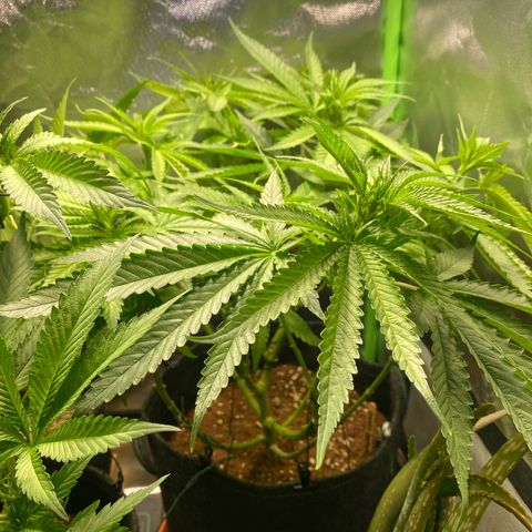 Strawberry Cough growlog timeline photo