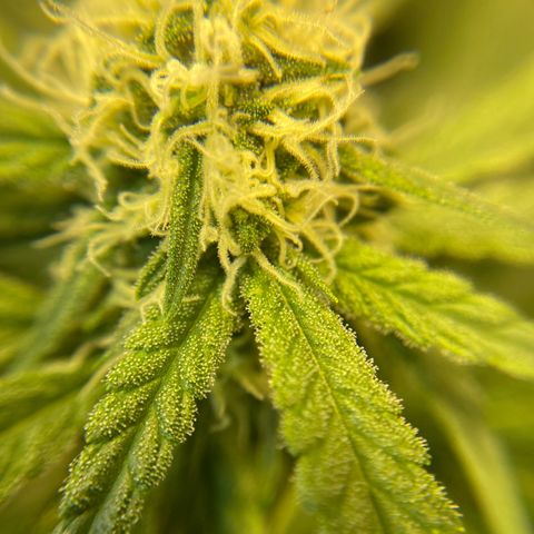 Rainbow Sherbet #11 growlog timeline photo