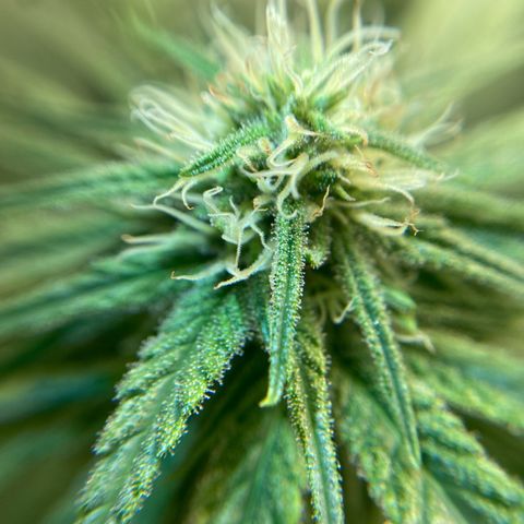 Strawberry Cough growlog timeline photo