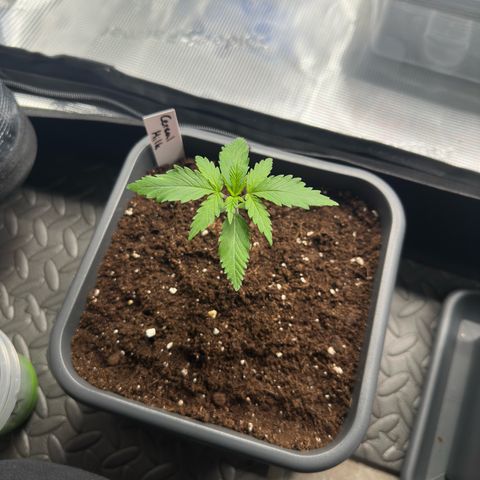 Cereal Milk growlog timeline photo