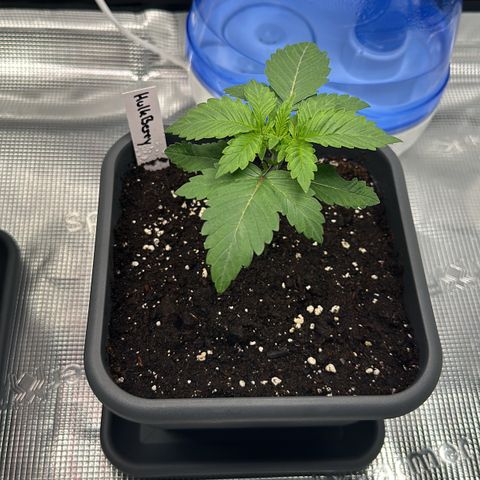 Hulkberry growlog timeline photo