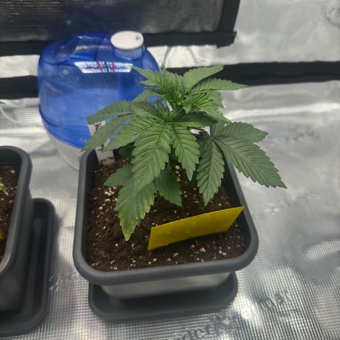 Hulkberry growlog timeline photo