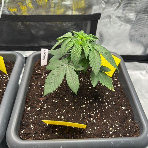 Hulkberry growlog timeline photo