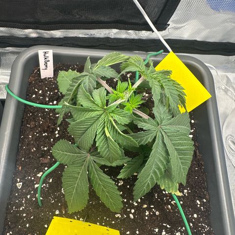 Hulkberry growlog timeline photo