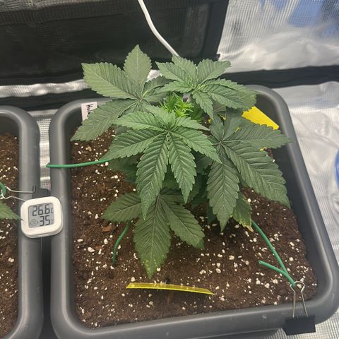 Hulkberry growlog timeline photo