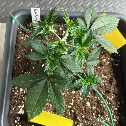Hulkberry growlog timeline photo