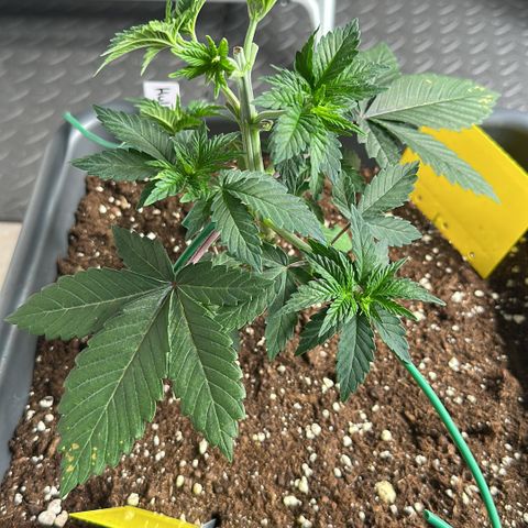 Hulkberry growlog timeline photo