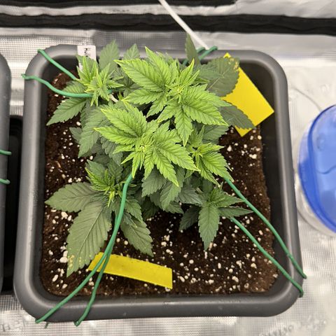 Hulkberry growlog timeline photo