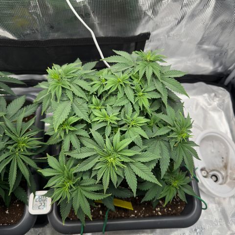 Hulkberry growlog timeline photo