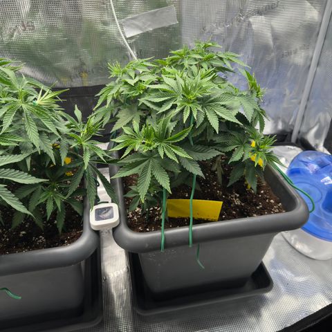 Hulkberry growlog timeline photo