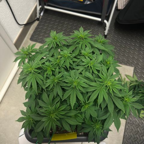 Hulkberry growlog timeline photo