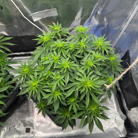 Hulkberry growlog timeline photo