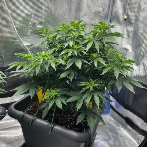 Hulkberry growlog timeline photo