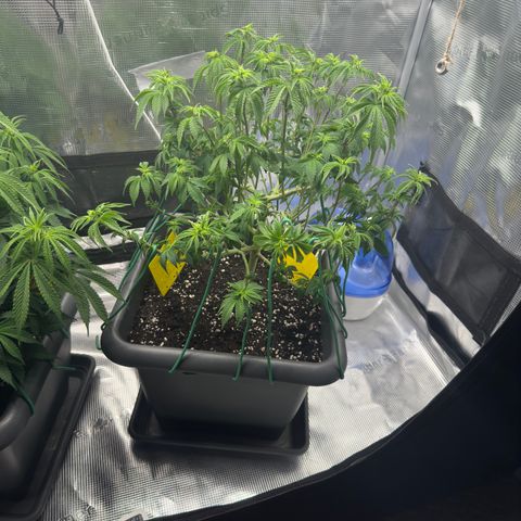 Hulkberry growlog timeline photo