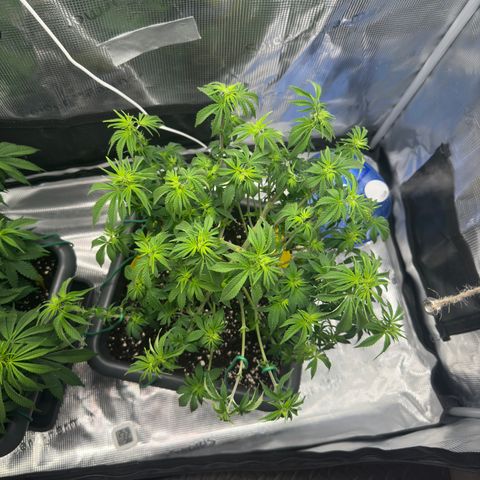 Hulkberry growlog timeline photo