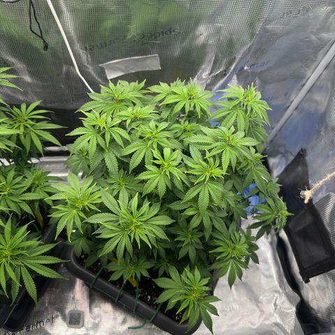 Hulkberry growlog timeline photo