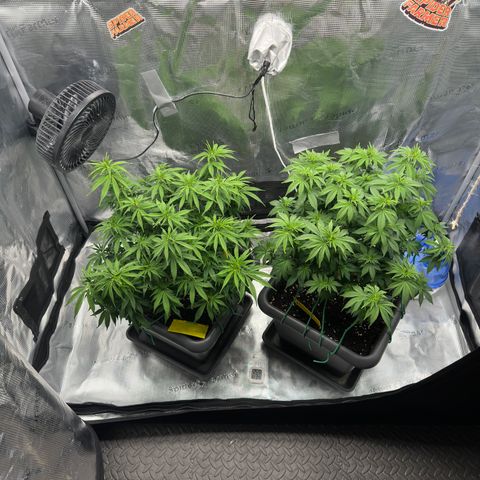 Hulkberry growlog timeline photo