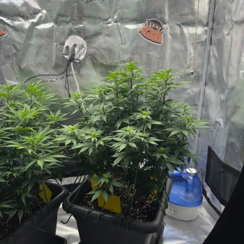 Hulkberry growlog timeline photo