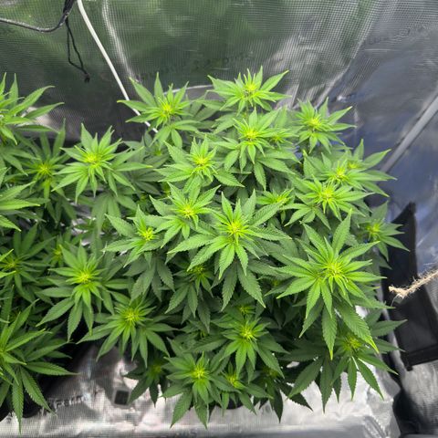 Hulkberry growlog timeline photo