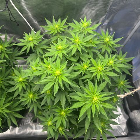 Hulkberry growlog timeline photo