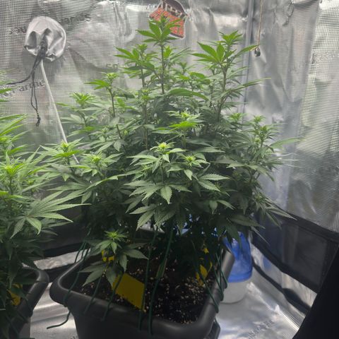 Hulkberry growlog timeline photo