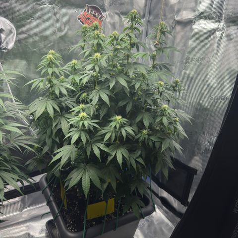 Hulkberry growlog timeline photo