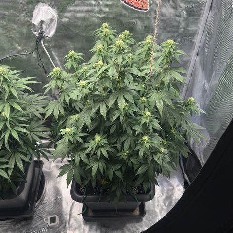Hulkberry growlog timeline photo