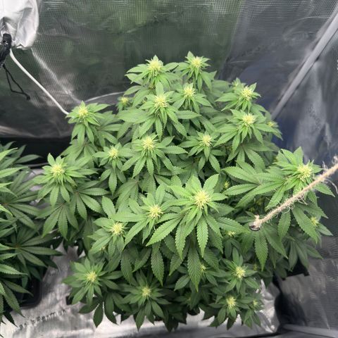 Hulkberry growlog timeline photo