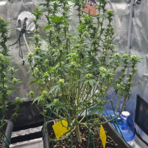 Hulkberry growlog timeline photo