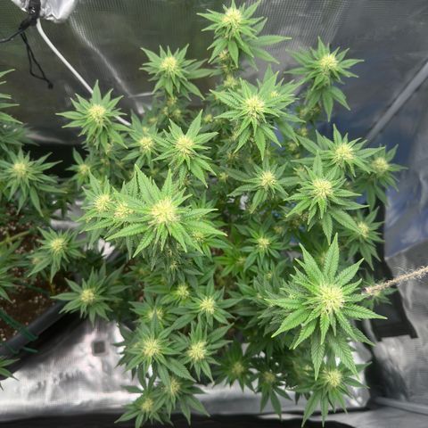 Hulkberry growlog timeline photo