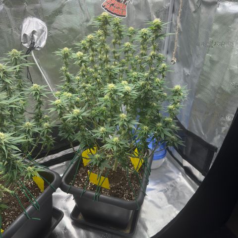 Hulkberry growlog timeline photo