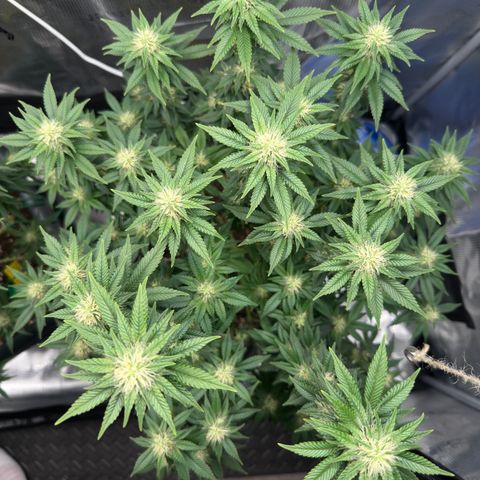 Hulkberry growlog timeline photo