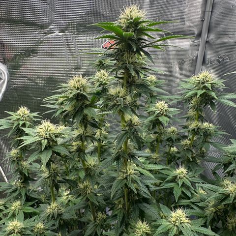 Hulkberry growlog timeline photo