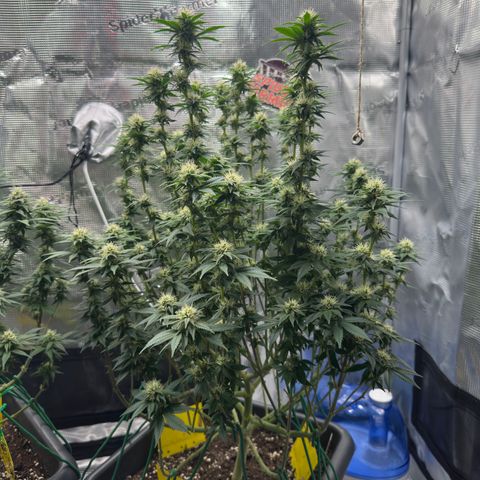 Hulkberry growlog timeline photo